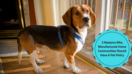 3 Reasons Why Manufactured Home Communities Should Have a Pet Policy
