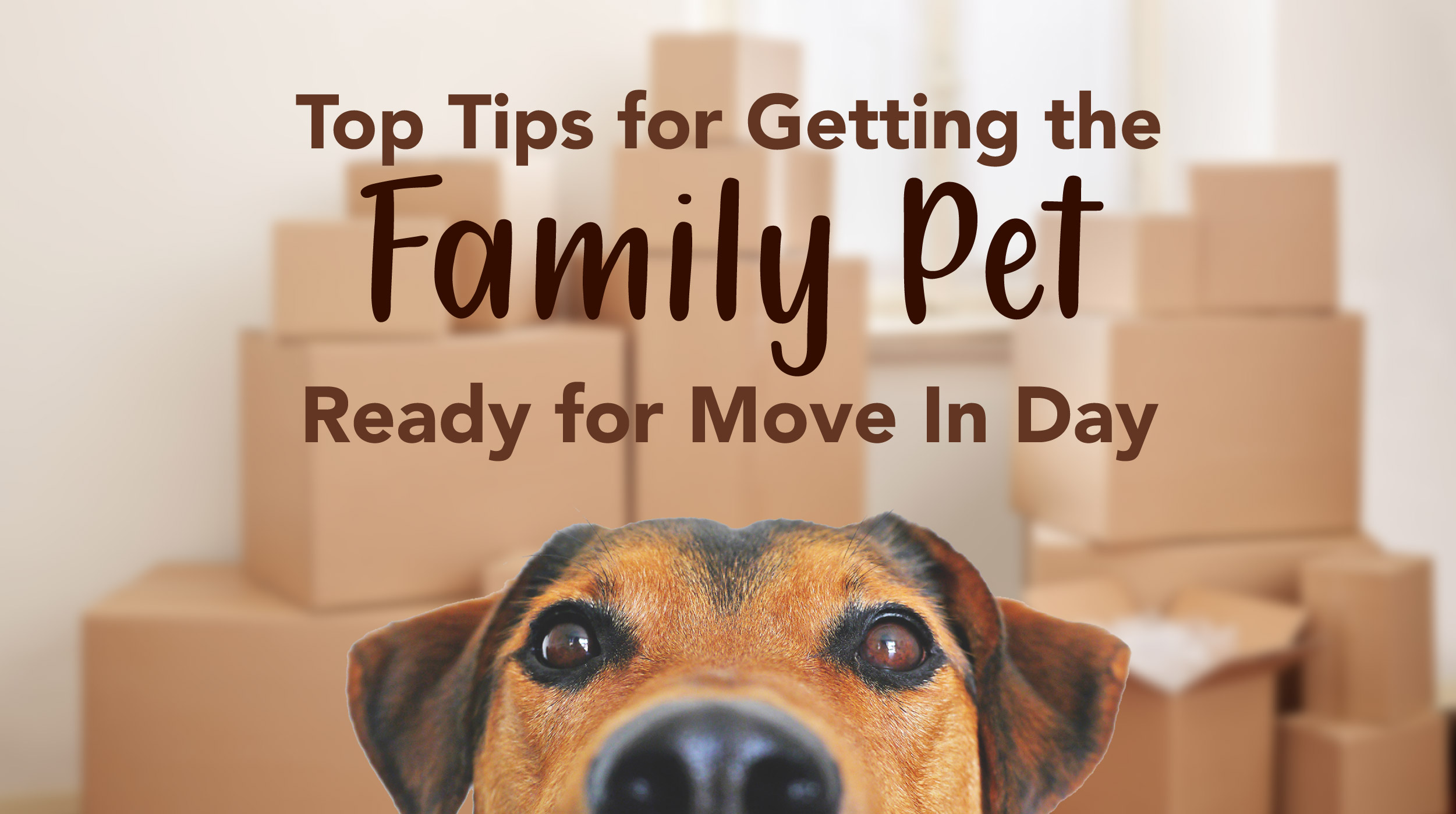 Top Tips for Getting The Family Pet Ready for Move in Day